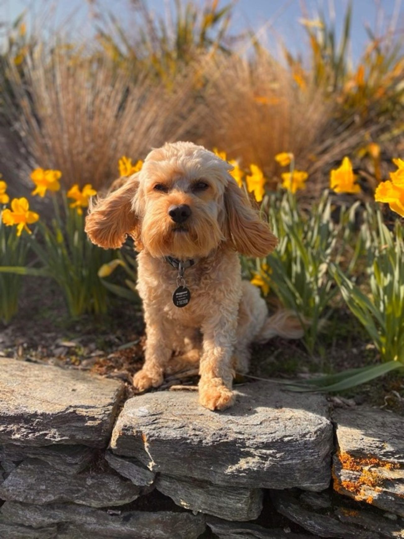 New service launches with Council to help find lost pets!